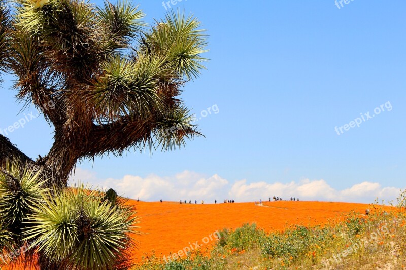 Poppies Superbloom Desert Nature Flowers