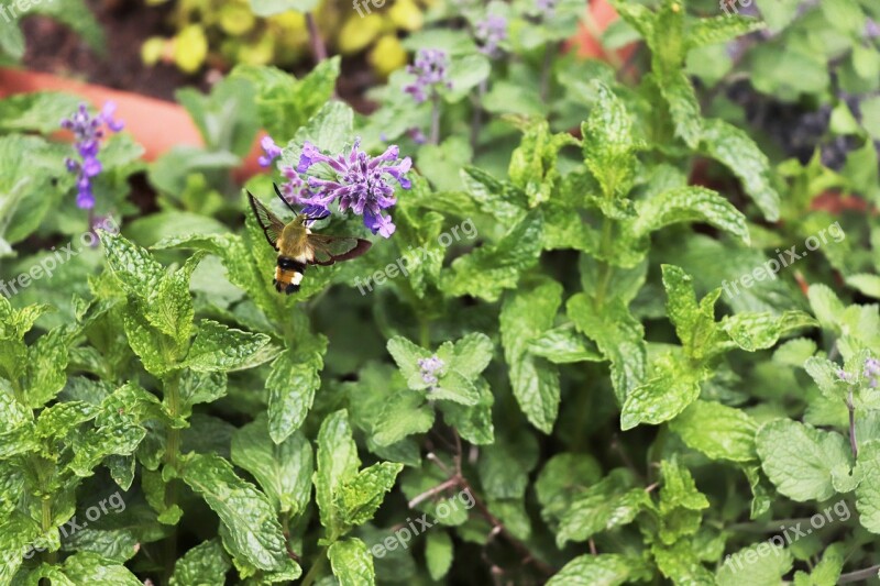 Hummingbird Hawk Moth Hummingbird Hawk-moth Spring Ground Ivy Gundelrebe