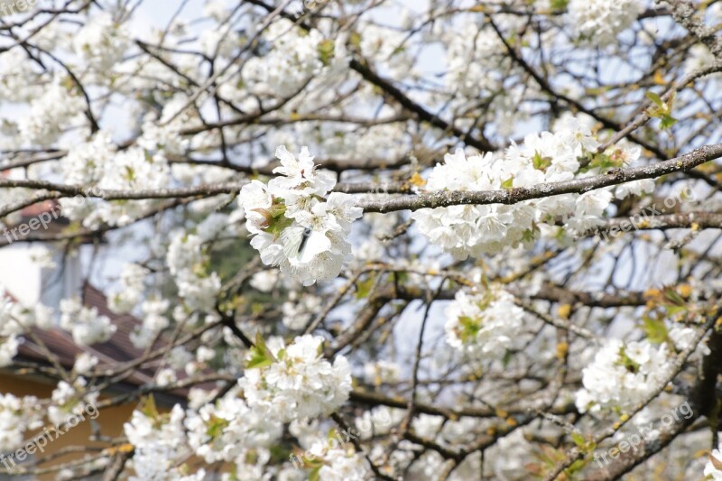 Butterfly Cherry Tree Cherry Blossoms Spring Tree