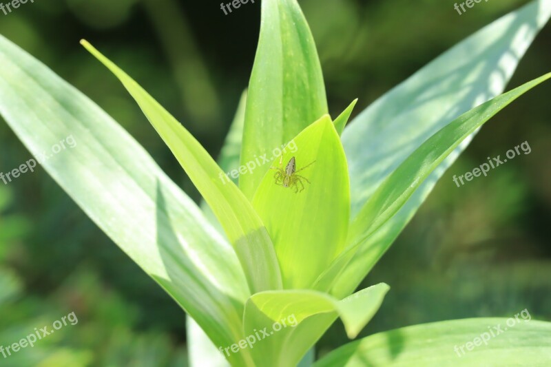 Natural Insect Summer Leaf Outdoors