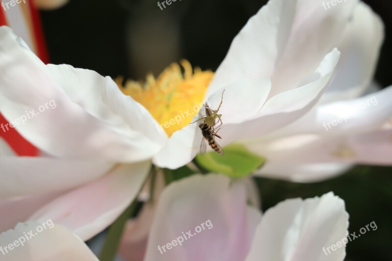 Natural Spider Insect Honeybee Predatory