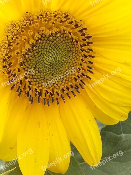 Sun Sunflower Solstice Yellow Summer