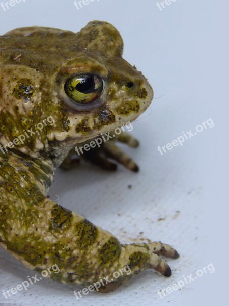 Toad Foreground Frog Batrachian Amphibious