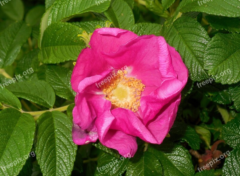 Dog Rose Rosa Canina Flower Flowering Garden