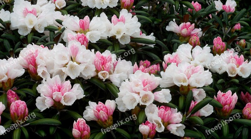 Rhododendron Azalea Flower Spring Garden