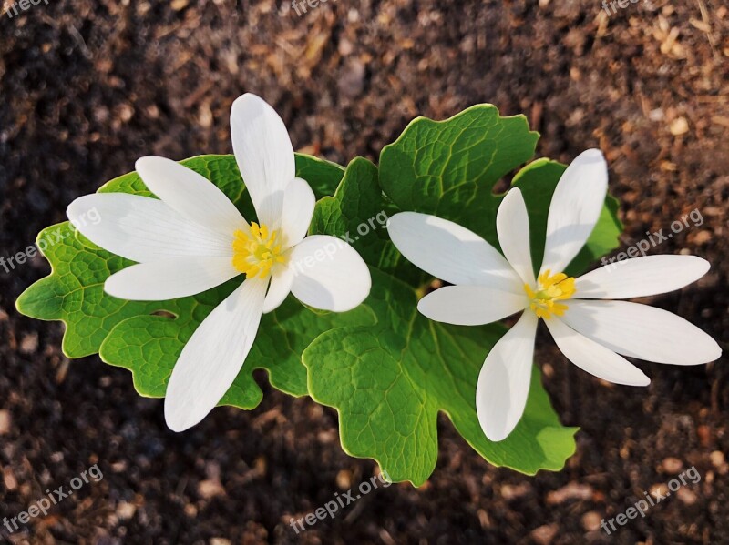 Bloodroot Flower Wildflower Spring White