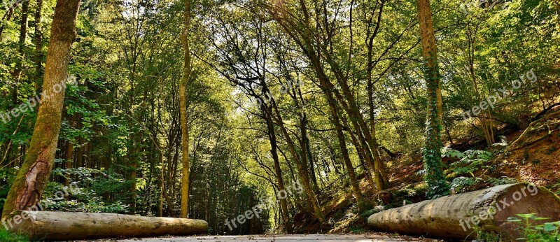 Forest Path Nature Forest Trees Trunks