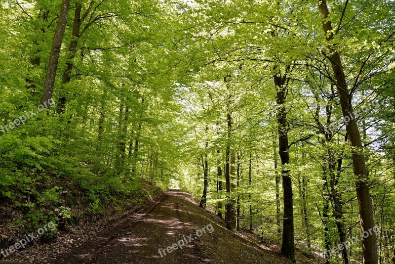 Nature Forest Path Forest Vote Trees