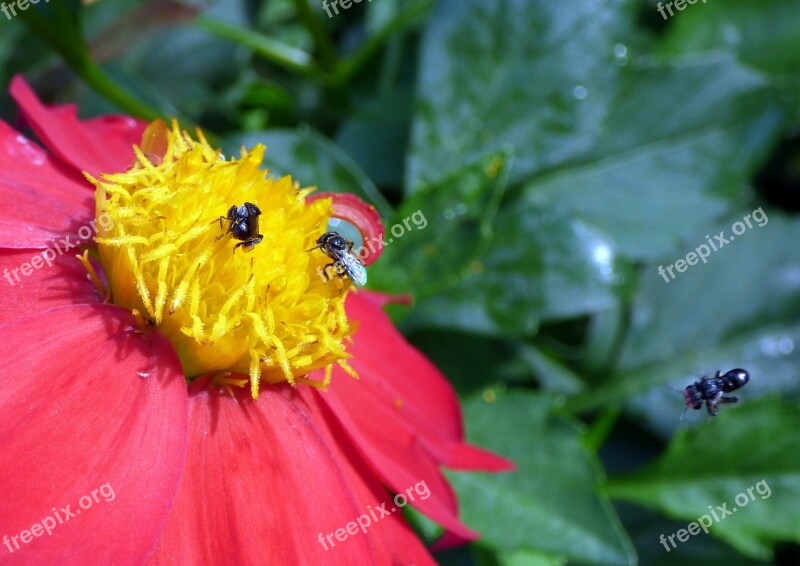 Bee Insect Nectar Pollen Animal