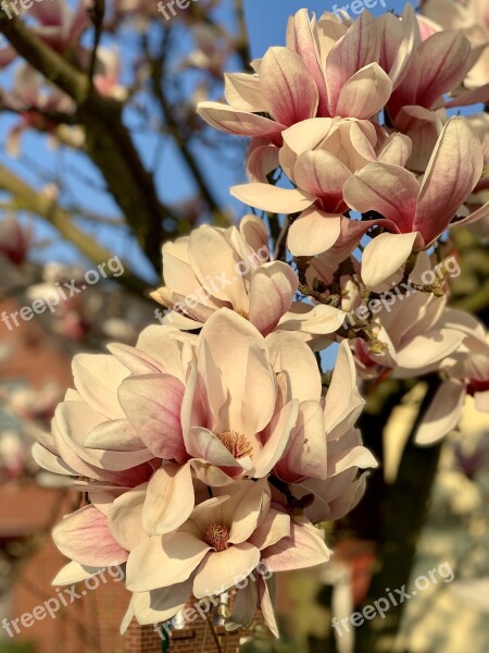 Blossom Bloom Spring Magnolia Free Photos