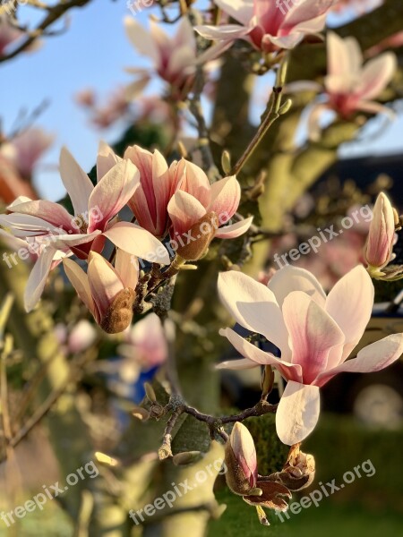 Spring Magnolia Plant Nature Garden