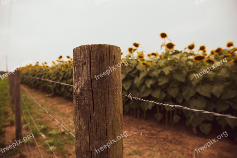 Farm Barbed Wire Sunflowers Fence Wire