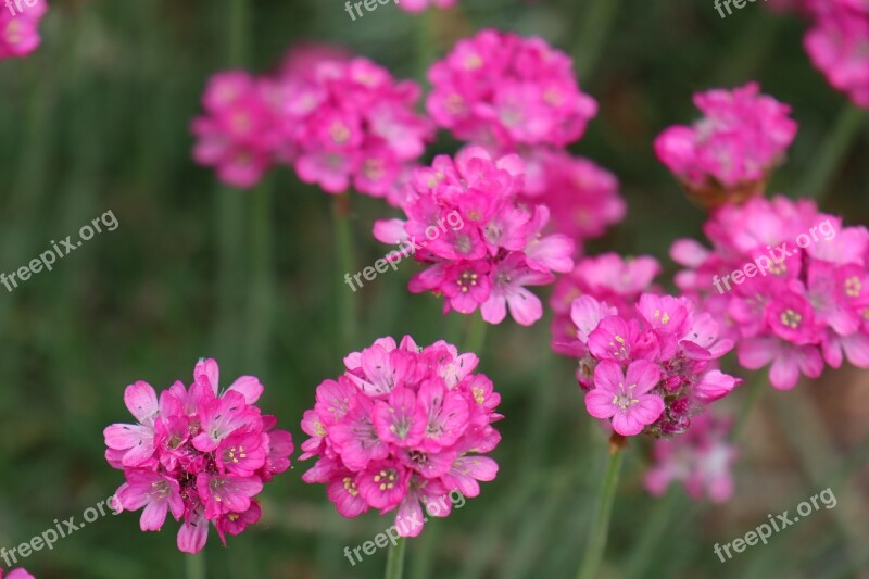 Spring May Garden Flowers Pink