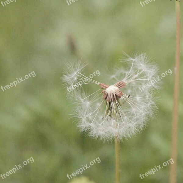 Greens Leaves Dandelion Spring Green