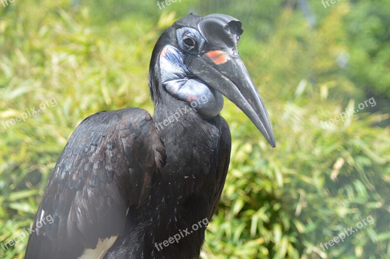 Bird Beak Black Wings Feathers