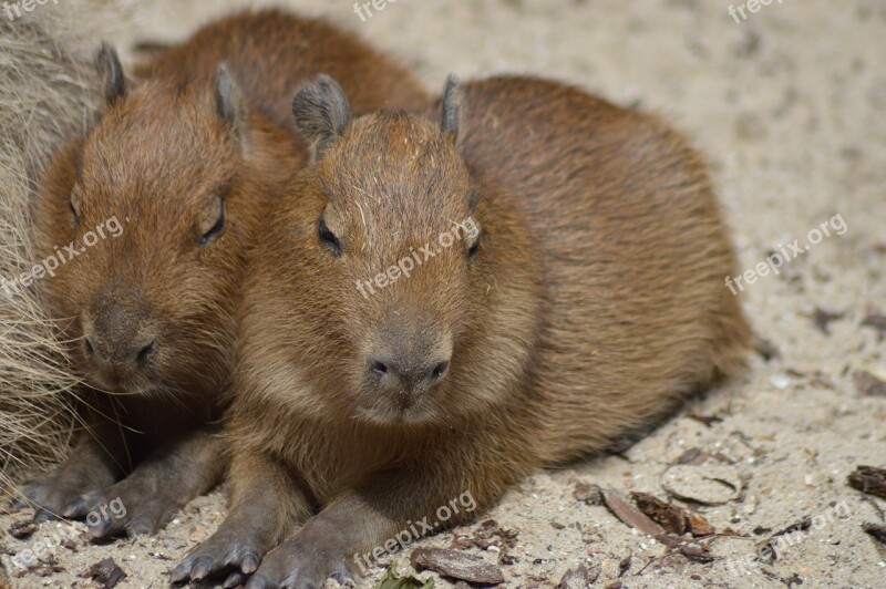 Rodents Babies Capybara Cute Fur