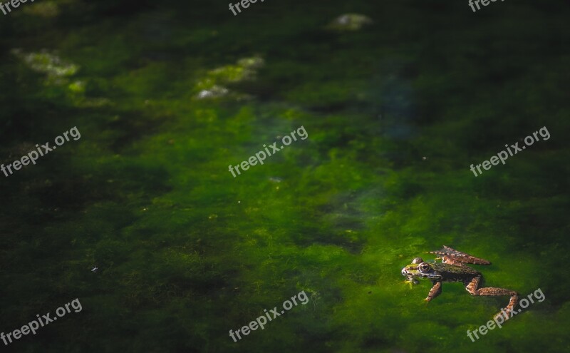 Frogs Reptiles Moss Water River