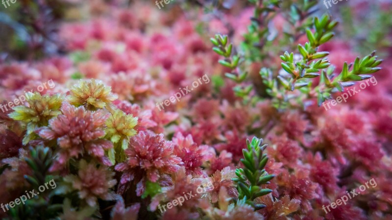 Nature Autumn Moss Seasonal Macro