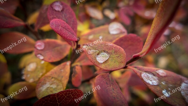 Autumn Blueberry Plant Nature Drop