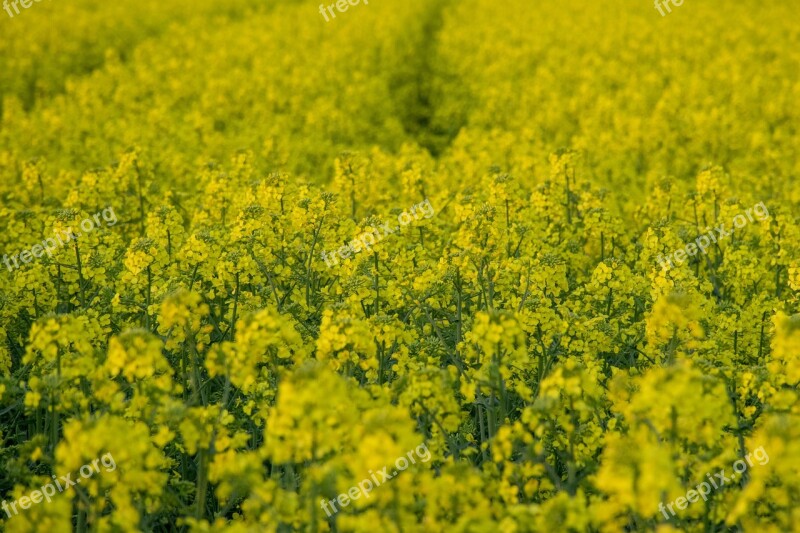 Rape Flower Nature Oilseed Rape Agriculture