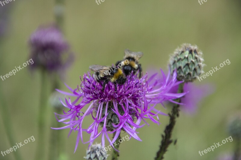 Flower Insect Bee Nature Flowers