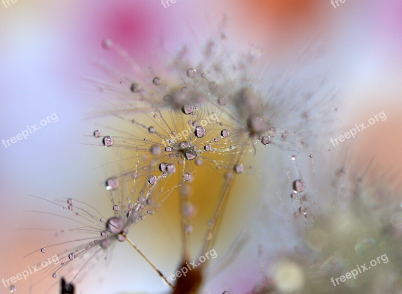 Dandelion Wet Drops Water Morning