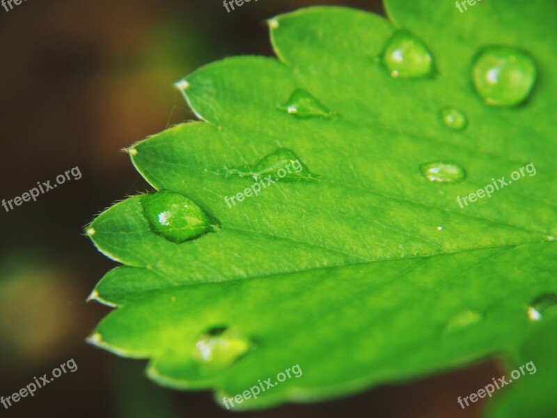 Water Drip Rain Wet Nature