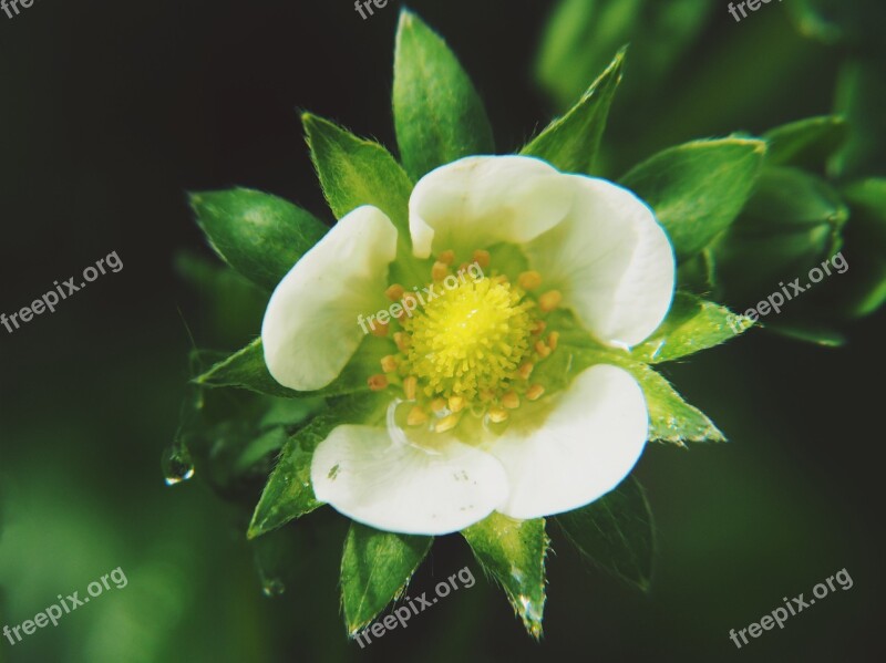 Strawberry Strawberry Flower Eat Food Red