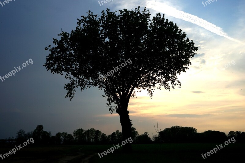 Tree Tree Sunset Tree Silhouette Atmosphere Free Photos