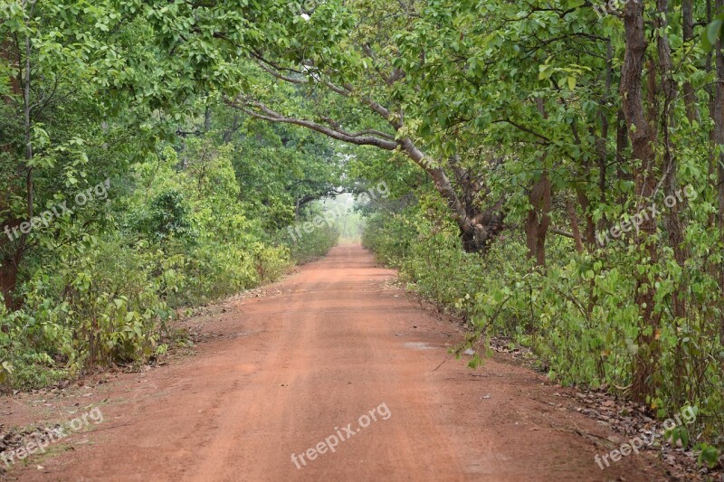 Jungle Bengal Nature Portrait Danger