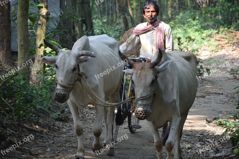 Cow Farmer Villager Free Photos