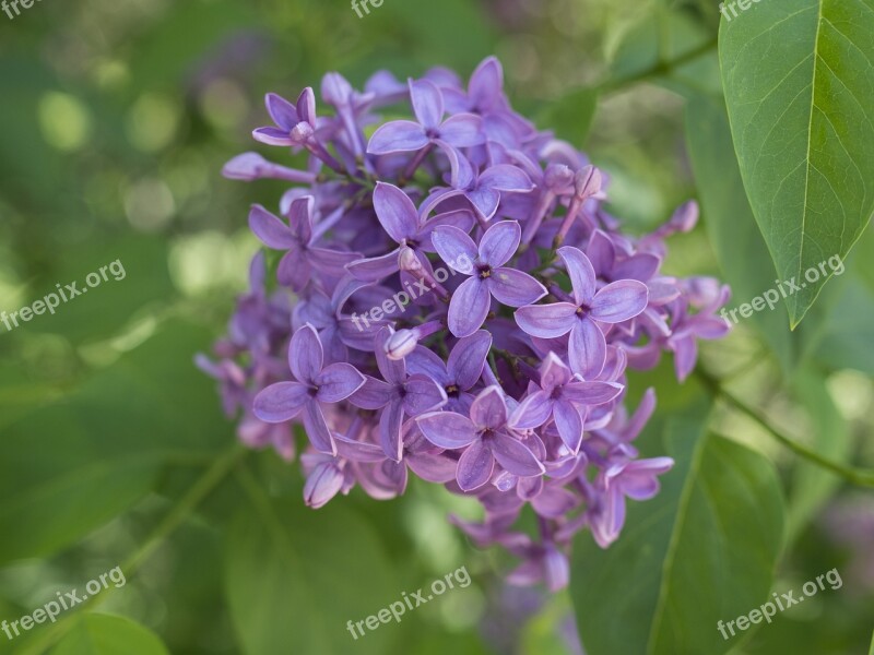 Lilac Spring Garden Purple Flowers