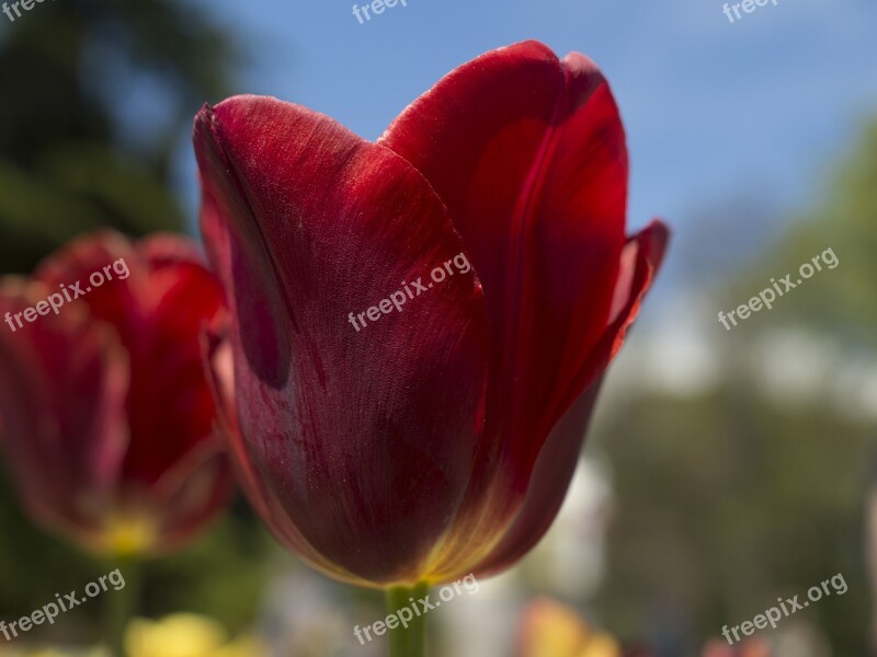 Tulip Spring Garden Flora Tulips