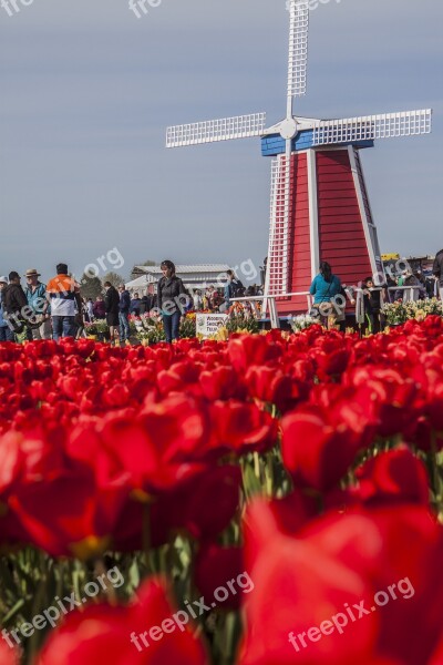 Windmill Tulips Red Spring Bulbs