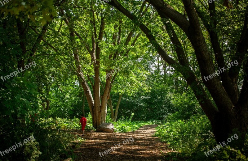 Forest Hiking Trail Walk Retreat Nature