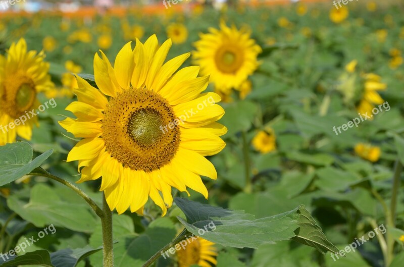 Sunflower Natural Plant Yellow Green