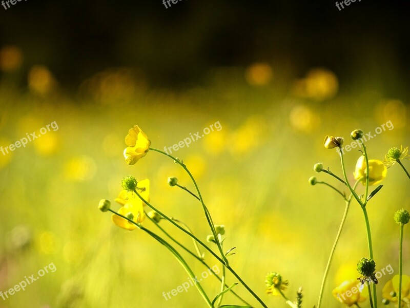 Flower Floral Yellow Nature Blooming