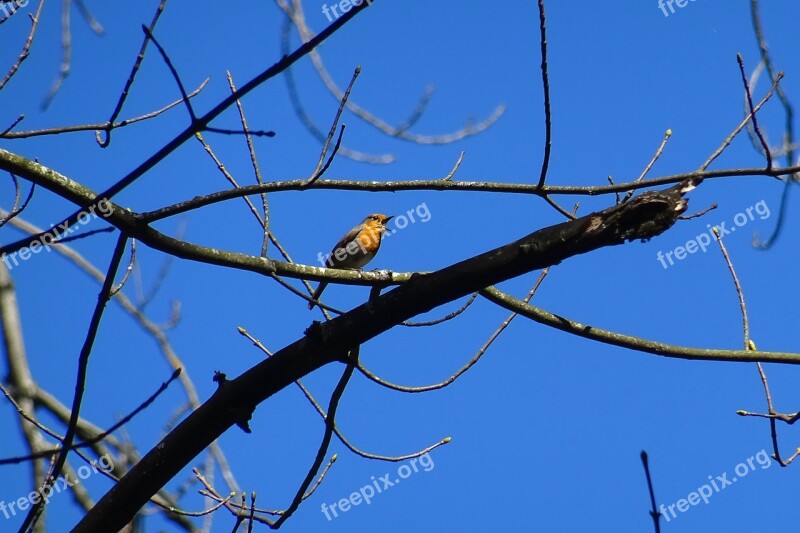 Bird Branch Sky Blue Nature