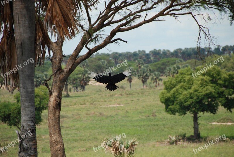 Africa Bird Uganda Safari Free Photos