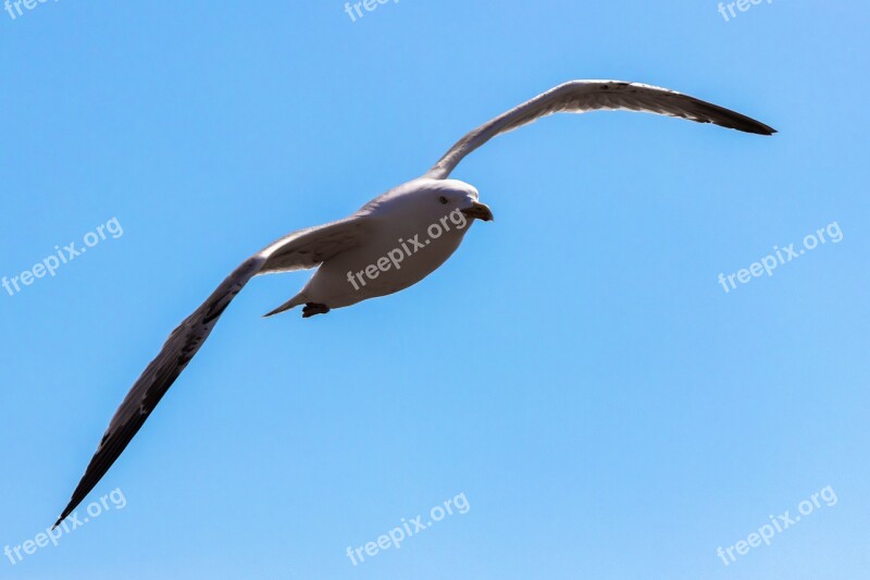 Seagull Flying Bird Sky Free Photos