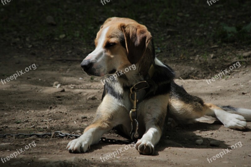 Dog Beagle Mammals Animal Colorful