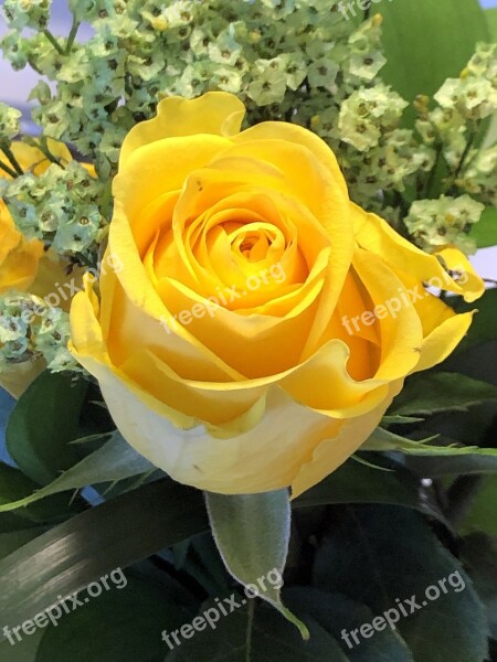 Yellow Rose Flower Roses Floral Yellow