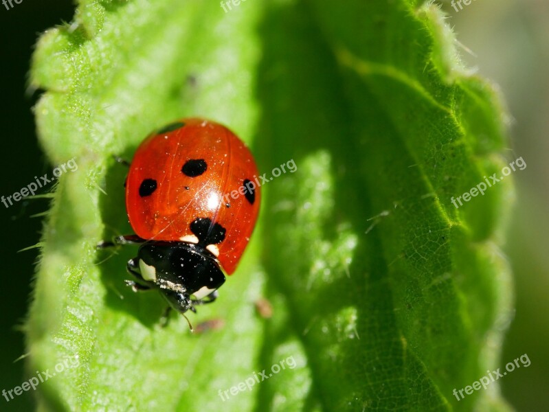 Ladybug Flower Plant Leaf Insect