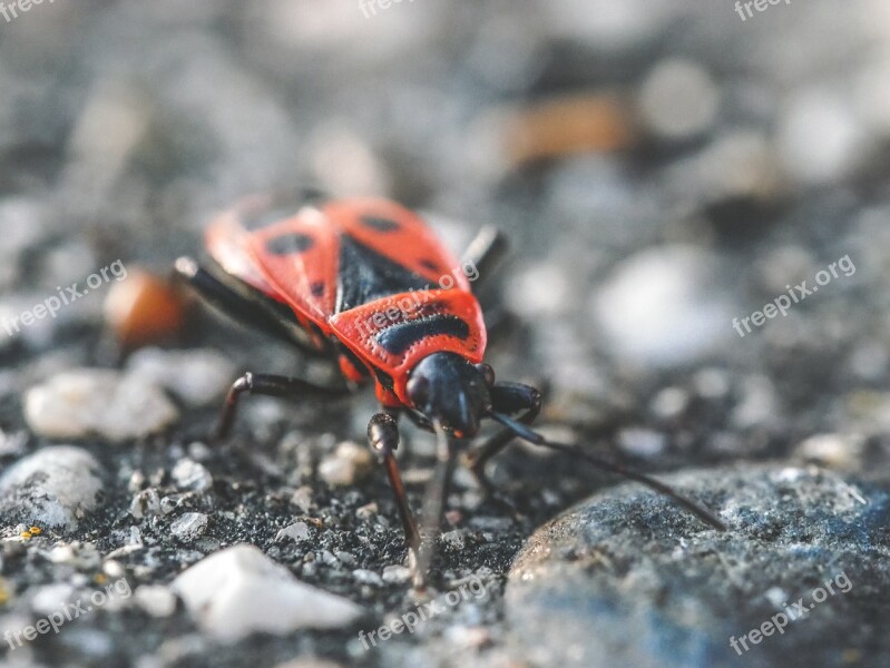 Flower Plant Leaf Insect Red