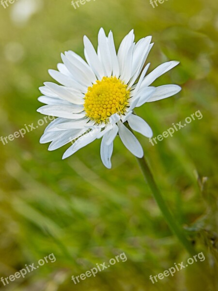 Daisy Flower Macro Bloom Flora