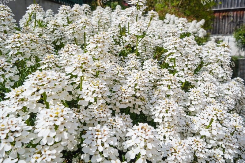 Flowers Blütenmeer White Spring Nature