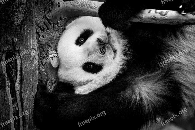 Panda Giant Zoo White Black