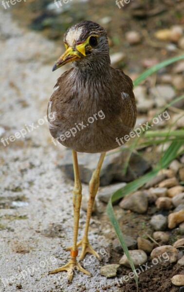 Bird Water Peewit Animal Feather