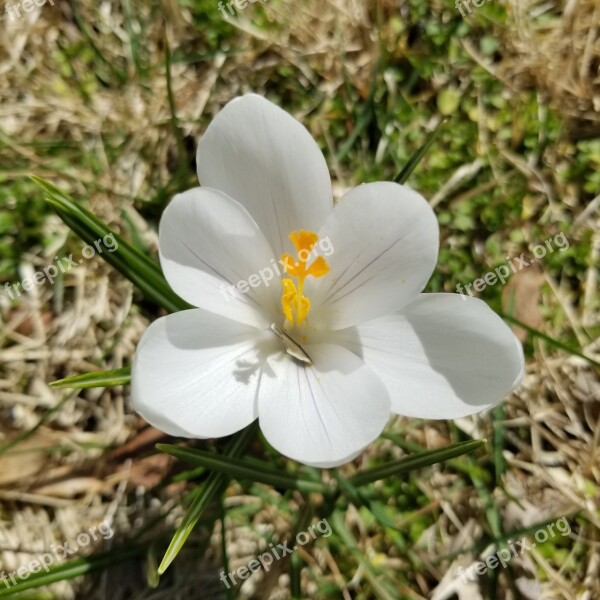 Flower Bloom Blossom Crocus White