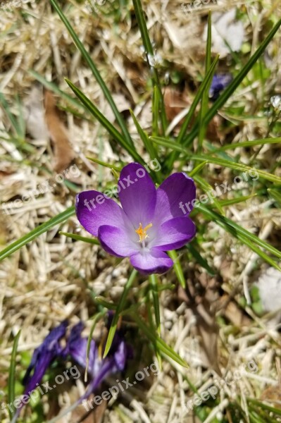 Crocus Flower Bloom Blossom Purple